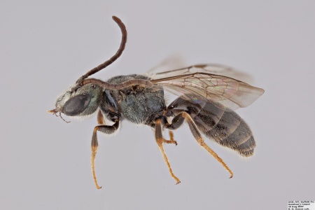 [Lasioglossum cephalotes male (lateral/side view) thumbnail]